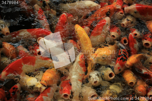 Image of Koi Carps