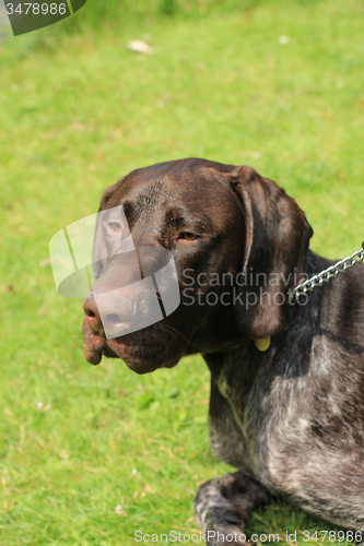 Image of German Shorthaired Pointer