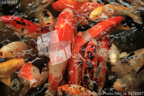 Image of Koi Carps