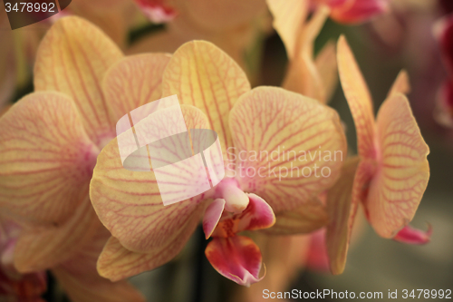 Image of Phalaenopsis orchid