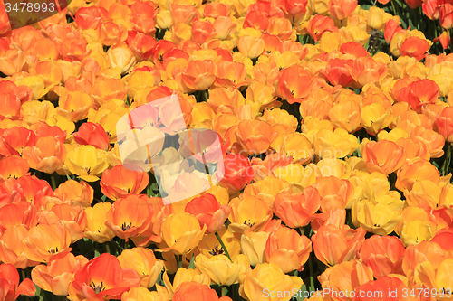 Image of Yellow and orange tulips