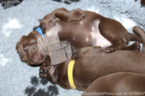 Image of German Shorthaired Pointer Puppies