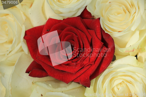 Image of red and white roses