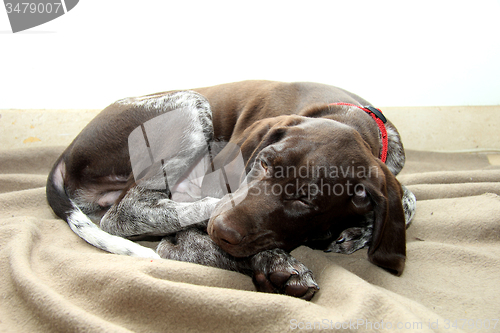 Image of German Shorthaired Pointer puppy