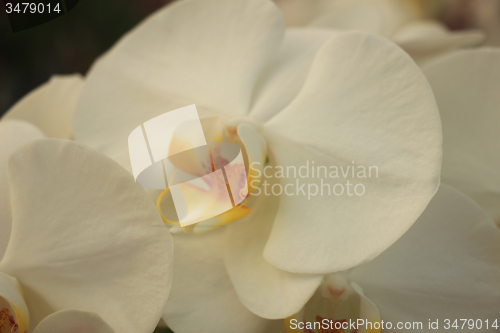 Image of Phalaenopsis orchid