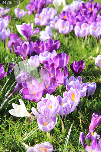 Image of Crocuses on a field