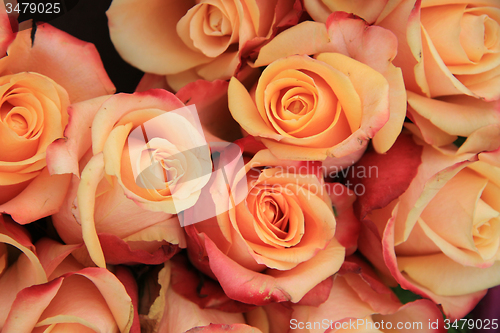 Image of Multicolored wedding roses