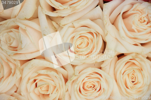 Image of Wedding roses
