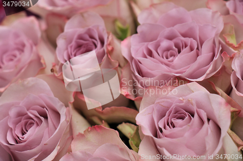 Image of purple roses