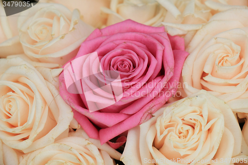 Image of Wedding roses