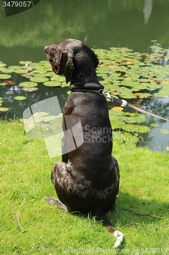 Image of German Shorthaired Pointer