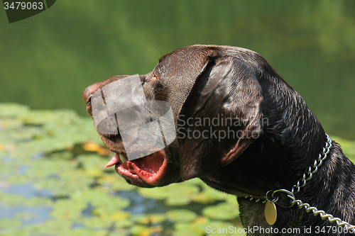 Image of German Shorthaired Pointer