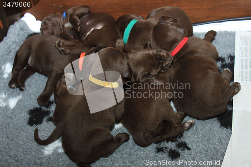 Image of German Shorthaired Pointer Puppies