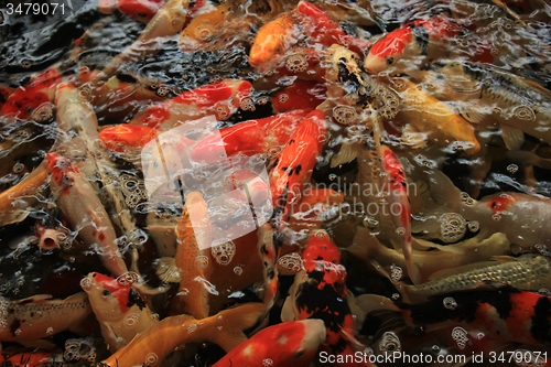 Image of Koi Carps