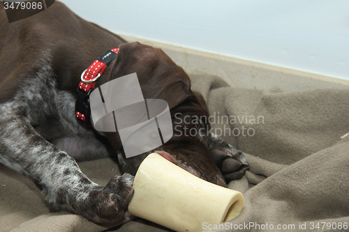 Image of German Shorthaired Pointer puppy