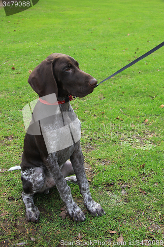 Image of German Shorthaired Pointer