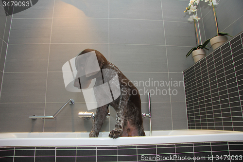 Image of German shorthaired pointer in a bathtub
