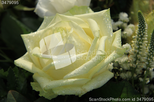 Image of White rose with dew drop