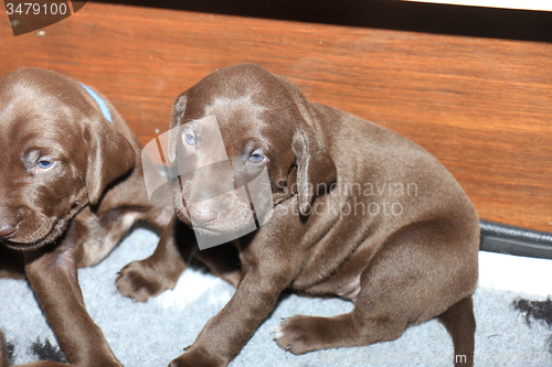 Image of German Shorthaired Pointer Puppies