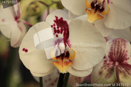 Image of Phalaenopsis orchid