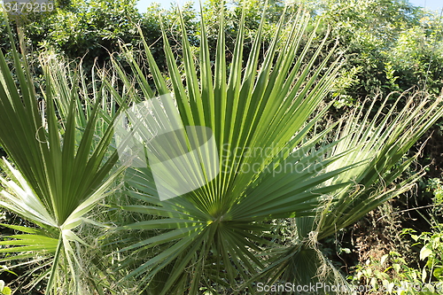 Image of Palm Trees _5775