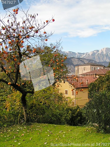 Image of Persimmon tree