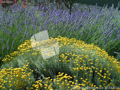 Image of Lavender and wormwood