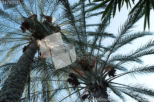 Image of Palm trees_5799