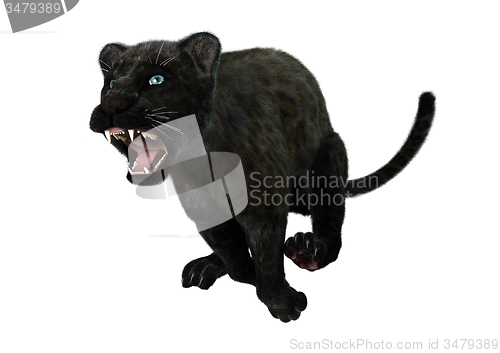 Image of Big Cat Black Panther