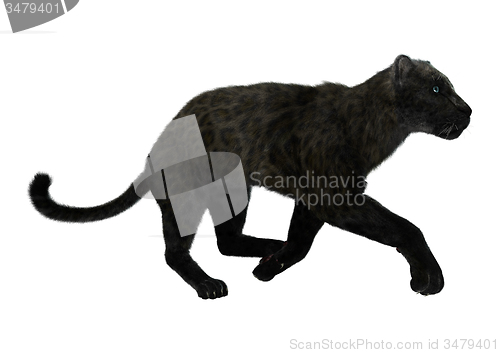 Image of Big Cat Black Panther