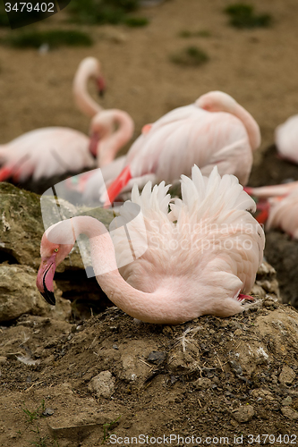 Image of Beautiful American Flamingos on eng in nest