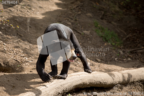 Image of Sun bear also known as a Malaysian bear