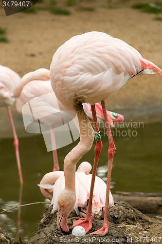 Image of Beautiful American Flamingos on eng in nest