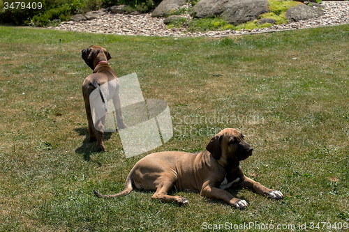 Image of puppy of Fila Brasileiro (Brazilian Mastiff)