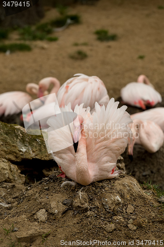 Image of Beautiful American Flamingos on eng in nest