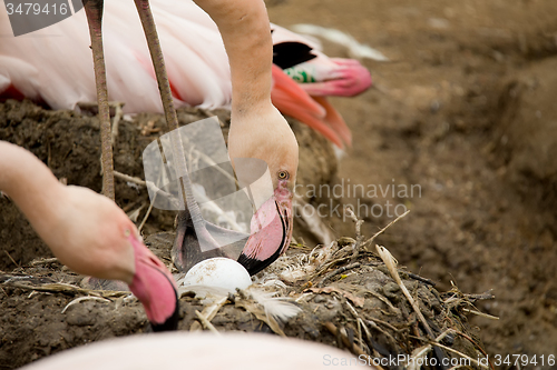 Image of Beautiful American Flamingos on eng in nest