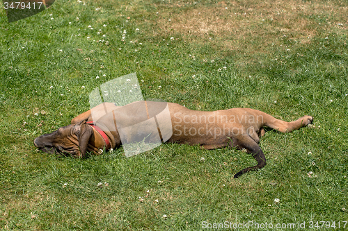 Image of puppy of Fila Brasileiro (Brazilian Mastiff)