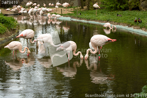 Image of Beautiful American Flamingos