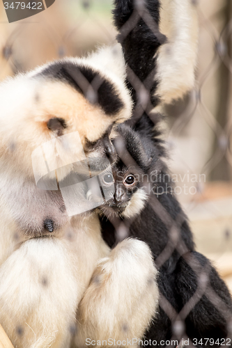 Image of Yellow-cheeked gibbon (Nomascus gabriellae)