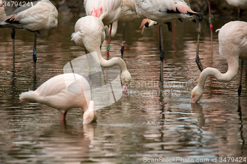 Image of Beautiful American Flamingos