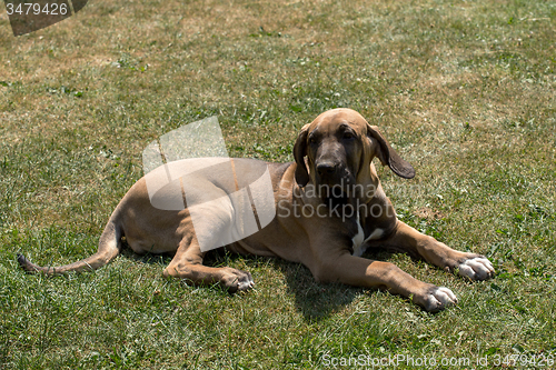 Image of puppy of Fila Brasileiro (Brazilian Mastiff)