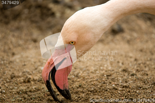 Image of Beautiful American Flamingos on eng in nest