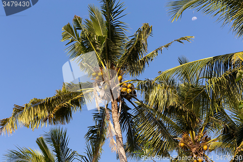 Image of coco-palm tree against blue sky