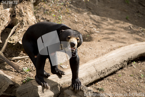 Image of Sun bear also known as a Malaysian bear