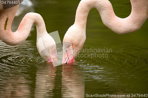 Image of Beautiful American Flamingos