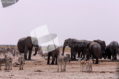 Image of crowded waterhole with Elephants, zebras, springbok and orix