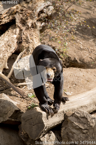 Image of Sun bear also known as a Malaysian bear