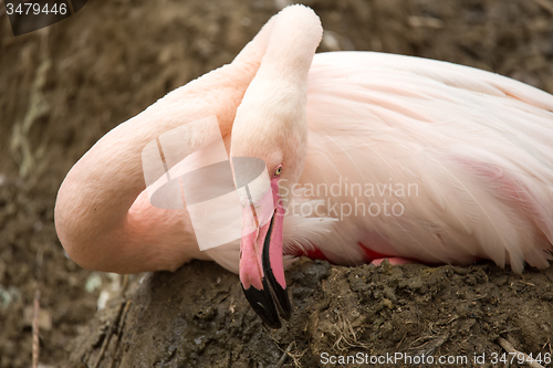 Image of Beautiful American Flamingos on eng in nest