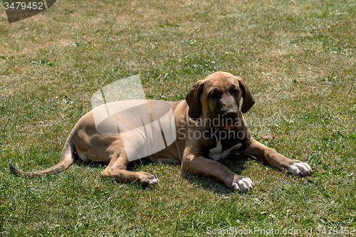 Image of puppy of Fila Brasileiro (Brazilian Mastiff)