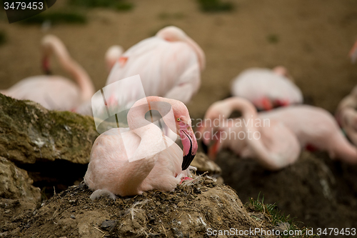 Image of Beautiful American Flamingos on eng in nest